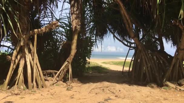 Árboles Playa Bentota Sri Lanka — Vídeos de Stock