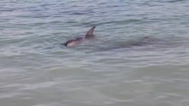 Maymun Mia rezervinde iki yunus, Shark Bay Ulusal Parkı, Batı Avustralya