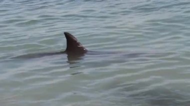 Maymun Mia rezervindeki grup yunuslar, Shark Bay Ulusal Parkı, Batı Avustralya