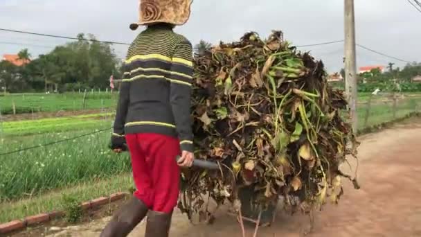 Farmers Working Hoi Countryside Vietnam — Stock Video