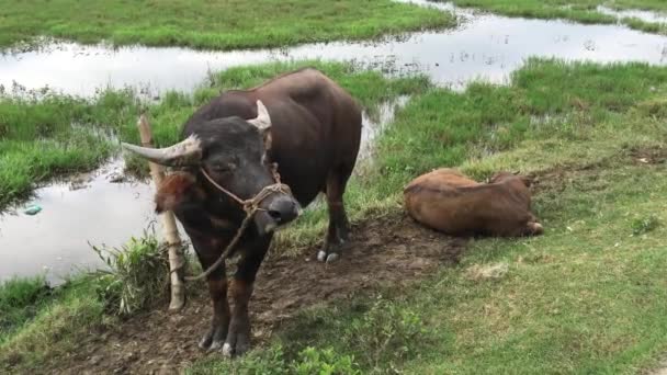 Asiatischer Wasserbüffel Mit Baby Auf Dem Land Hoi Vietnam — Stockvideo