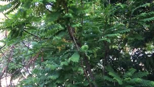 Groselha Espinhosa Estrela Árvore Tailândia — Vídeo de Stock