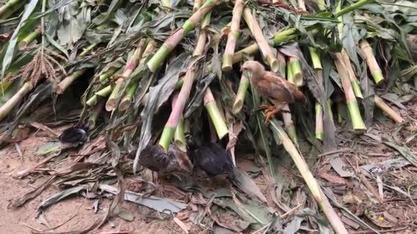 Bébé Poussins Recherche Nourriture Autour Bâtons Bambou Hoi Vietnam — Video