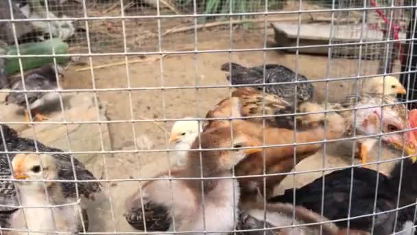 越南海安农场笼子里的小鸡 — 图库视频影像