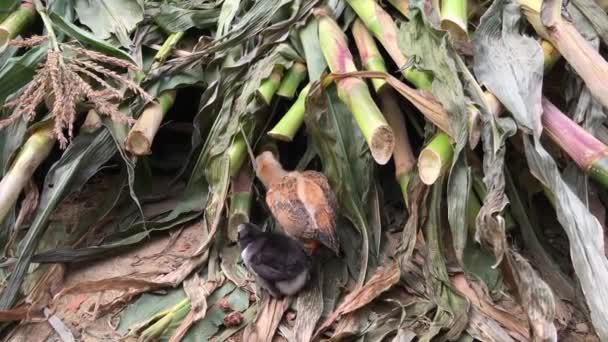 Bayi Ayam Mencari Makanan Sekitar Batang Bambu Hoi Vietnam — Stok Video