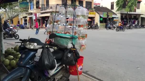 Pescado Oro Parte Posterior Una Moto Las Calles Hoi Vietnam — Vídeo de stock