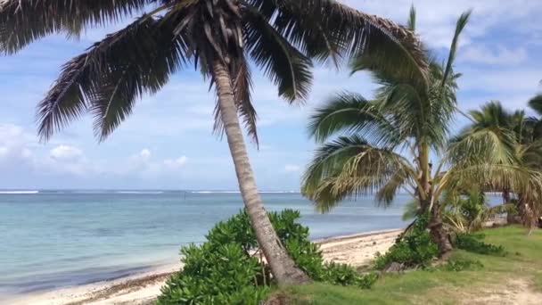 Пункт Від Пальмового Дерева Моря Островах Раротонга Кука — стокове відео