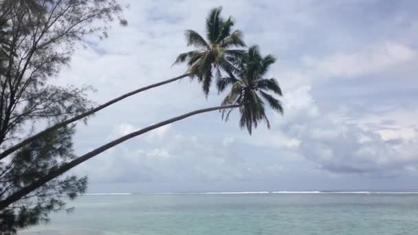 Pálmafák Tenger Felett Rarotonga Cook Szigeteken — Stock videók