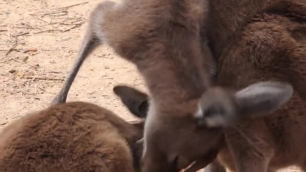 Mãe Bebê Canguru Austrália — Vídeo de Stock