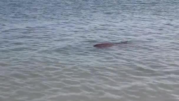 Delfin Vid Monkey Mia Reservatet Shark Bay National Park Västra — Stockvideo