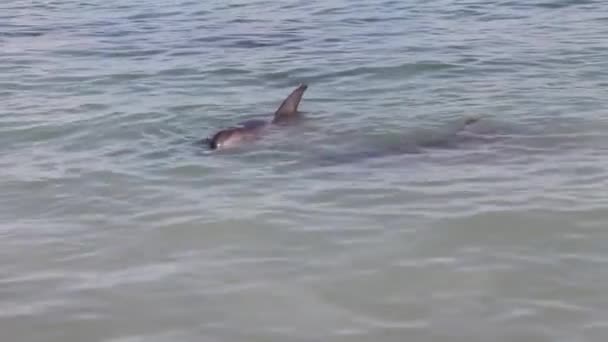 Δύο Δελφίνια Στο Monkey Mia Αποθεματικό Shark Bay National Park — Αρχείο Βίντεο