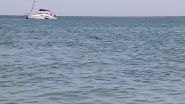 Maymun Mia Rezervindeki Yunuslar Shark Bay Ulusal Parkı Batı Avustralya — Stok video