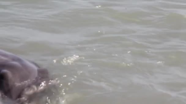Chiudi Delfino Nella Riserva Monkey Mia Shark Bay National Park — Video Stock