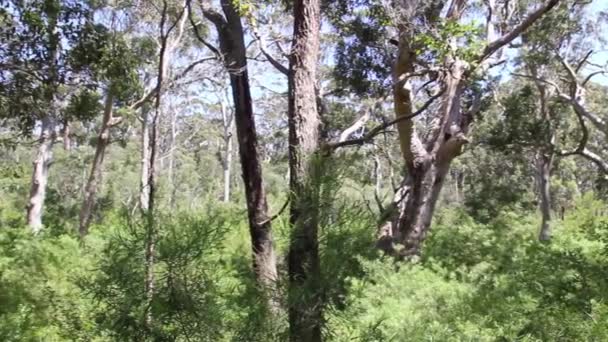 Pan Trees Forest Australia — Stock Video