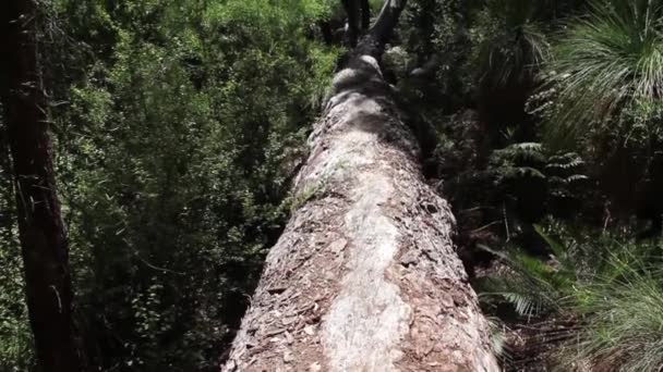Toter Baum Wald Australien Umgekippt — Stockvideo