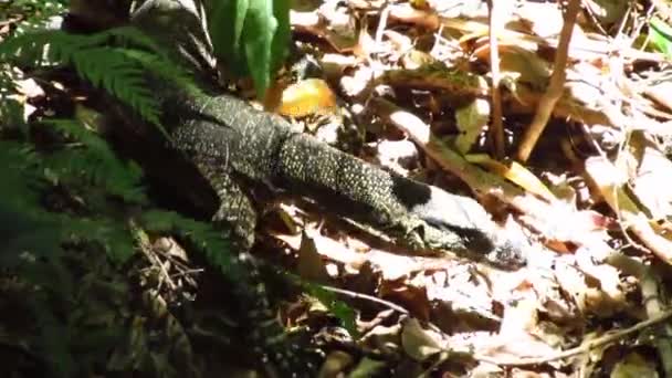 Big Lizard Walking Forest Australia — Stock Video