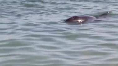 Monkey Mia rezervindeki yunusu kapatın, Shark Bay Ulusal Parkı, Batı Avustralya