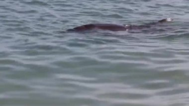 Monkey Mia rezervindeki yunusu kapatın, Shark Bay Ulusal Parkı, Batı Avustralya