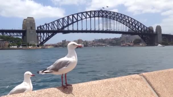 Gulls Front Sydney Harbour Bridge Australia — Stock Video