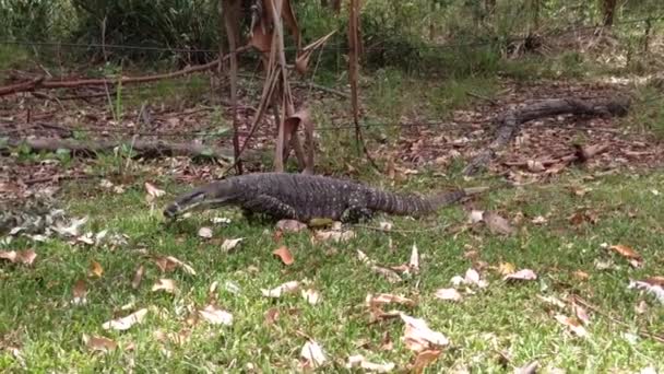 Gyík Goanna Varanus Ételt Keres Egy Ausztrál Parkban — Stock videók