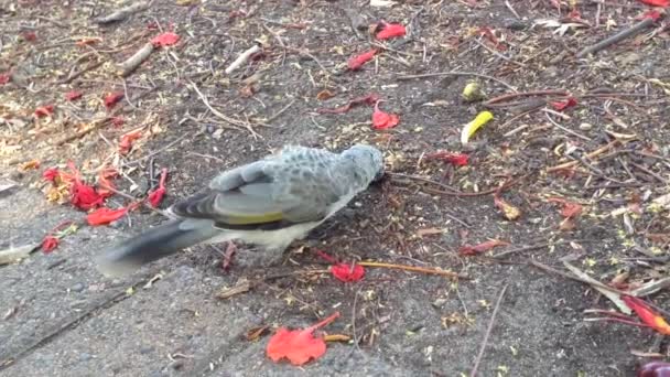 Noisy Miner Eating Seeds Australia — Stock Video