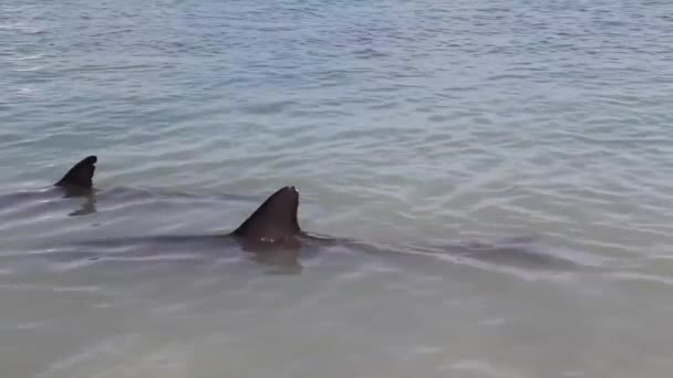 Dwa Delfiny Rezerwacie Monkey Mia Park Narodowy Shark Bay Australia — Wideo stockowe