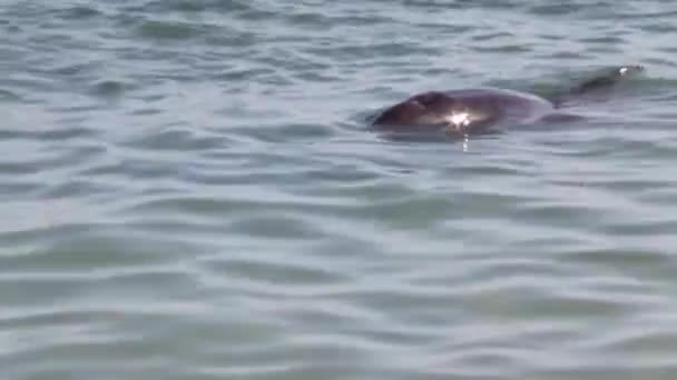 Κοντινό Πλάνο Δελφίνι Στο Monkey Mia Αποθεματικό Shark Bay National — Αρχείο Βίντεο