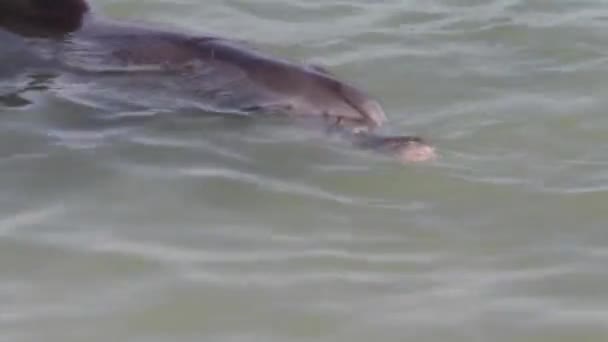 Крупный План Дельфинов Заповеднике Monkey Mia Национальный Парк Shark Bay — стоковое видео