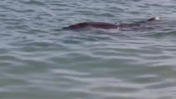 Närbild Delfin Vid Monkey Mia Reserv Shark Bay National Park — Stockvideo