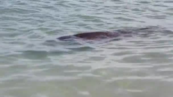 Close Dolphin Monkey Mia Reserve Shark Bay National Park Western — Stock Video