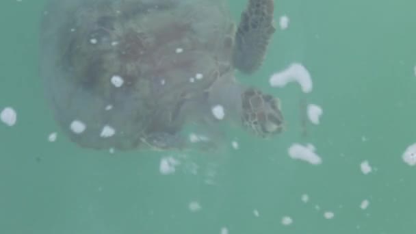 Primer Plano Tortuga Bajo Agua Monkey Mia Reserve Shark Bay — Vídeo de stock