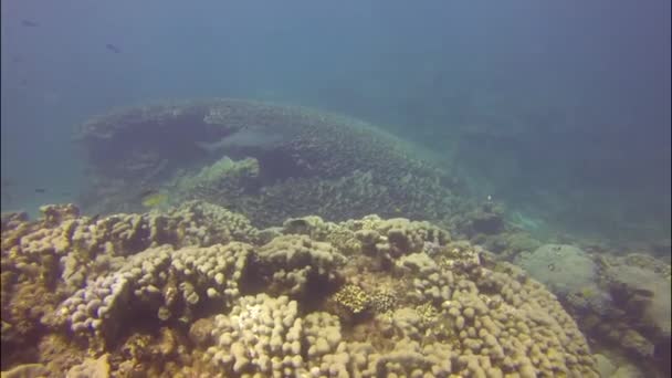 Mergulho Com Tubarões Baía Coral Austrália — Vídeo de Stock