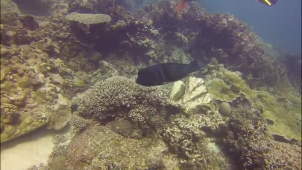 Immersioni Nella Baia Dei Coralli Australia — Video Stock