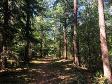 Hollanda, Overijssel 'deki Hardenberg çevresindeki ormandan geçen yol.