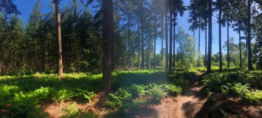 Hollanda, Overijssel 'deki Stegeren çevresindeki bir MTB yolundan Panorama