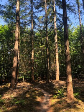 Hollanda, Overijssel 'de Hardenberg çevresindeki MTB yolu