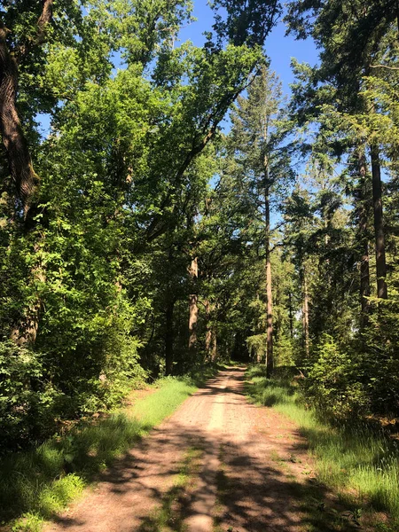 Weg Durch Den Wald Rund Junne Overijssel Niederlande — Stockfoto