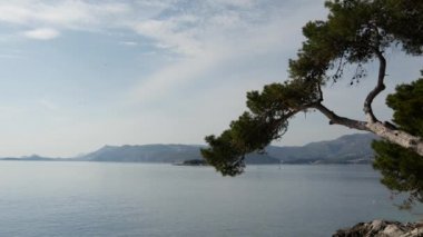 Cavtat Hırvatistan 'da deniz kenarındaki ağaç