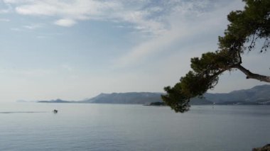 Cavtat Hırvatistan 'da deniz kenarındaki ağaç
