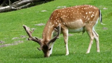 Geyik ot yer ve Arhus Danimarka 'da diğerleri onu takip ederken yürüyüp gider.