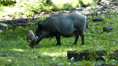 Arhus Danimarka 'da bir parkta iki yavrusuyla yaban domuzu.