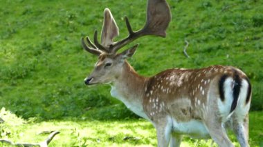 Arhus Danimarka 'da geyik kürkünü yalıyor.