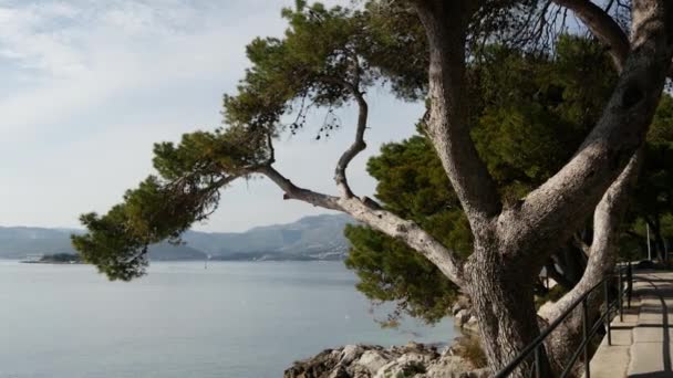 Pan Från Gångstig Cavtat Kroatien — Stockvideo