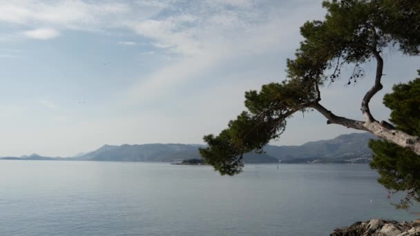 Träd Nära Vattnet Cavtat Kroatien — Stockvideo