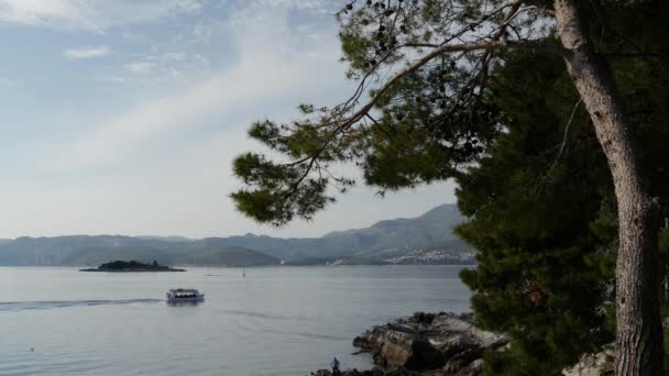 Cavtat Hırvatistan Deniz Kenarındaki Ağaç — Stok video
