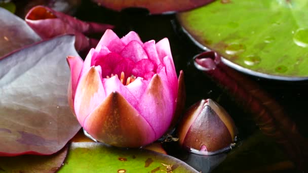 アーフス デンマークの池に咲くピンクの蓮 — ストック動画