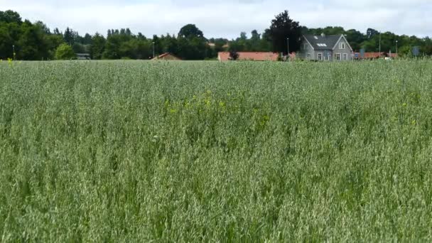 Campo Relva Arhus Dinamarca — Vídeo de Stock