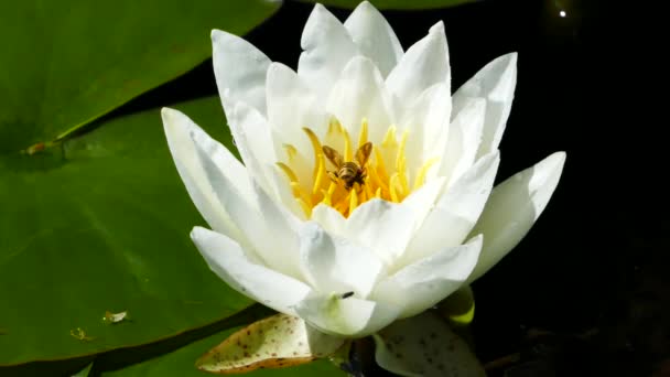 Biały Kwiat Lotosu Szerszeni Stawie Arhus Denmark — Wideo stockowe
