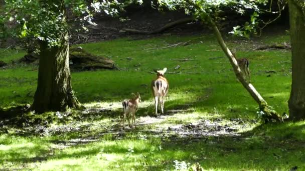 母鹿和小鹿在丹麦阿胡斯森林中离去 — 图库视频影像