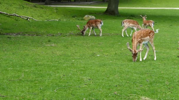 Cerfs mangeant de l'herbe à Arhus Danemark